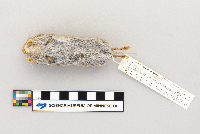 Phenacomys ungava image