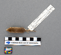 Sorex haydeni image