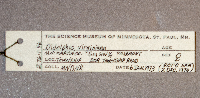 Image of Didelphis virginiana