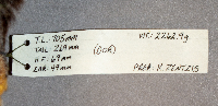 Didelphis virginiana image