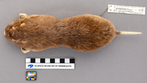 Geomys bursarius image