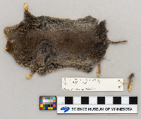 Blarina brevicauda image