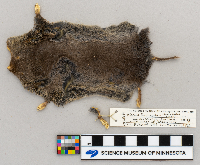 Blarina brevicauda image