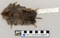 Blarina brevicauda image