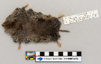 Blarina brevicauda image