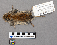 Clethrionomys glareolus image