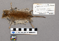 Clethrionomys glareolus image