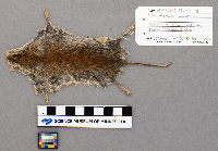 Clethrionomys glareolus image