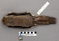 Media resource of Glaucomys sabrinus