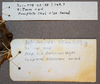 Glaucomys sabrinus image