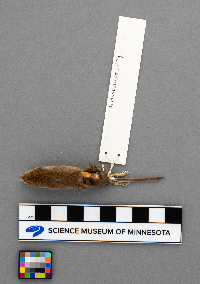 Sorex haydeni image
