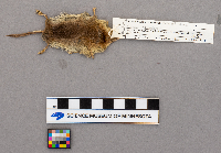 Media resource of Sorex haydeni