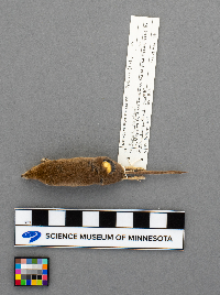 Sorex haydeni image