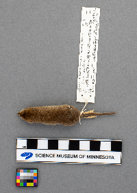 Sorex haydeni image