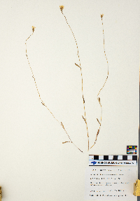 Campanula aparinoides image