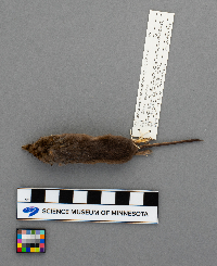 Sorex arcticus image