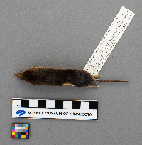 Sorex arcticus image