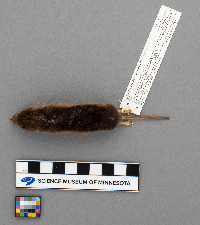 Sorex arcticus image