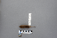 Sorex arcticus image