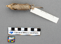 Sorex arcticus image