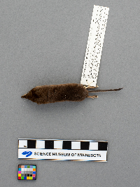 Sorex arcticus image