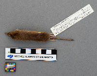 Sorex arcticus image