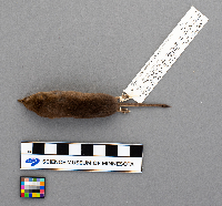 Sorex arcticus image