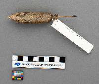 Sorex arcticus image