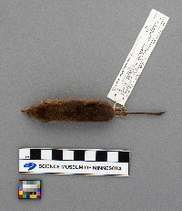 Sorex arcticus image