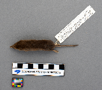 Sorex arcticus image