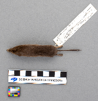 Sorex arcticus image