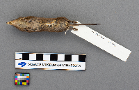 Sorex arcticus image