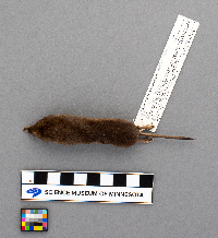 Sorex arcticus image