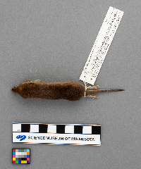 Sorex arcticus image