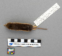 Sorex arcticus image