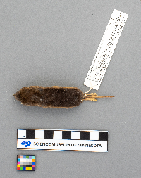 Sorex arcticus image