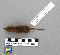 Sorex arcticus image