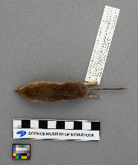 Sorex arcticus image