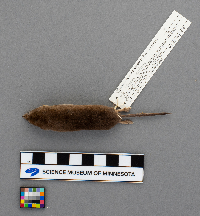 Sorex arcticus image