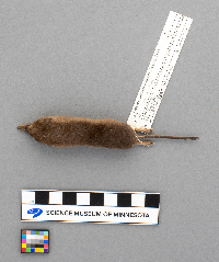 Sorex arcticus image