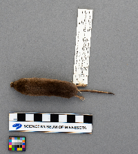 Sorex arcticus image