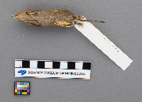 Sorex arcticus image