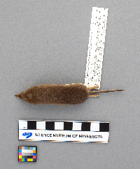 Sorex arcticus image