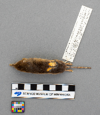 Sorex arcticus image