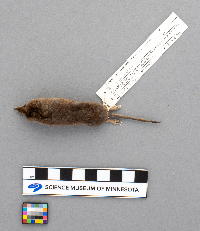 Sorex arcticus image
