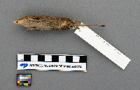 Sorex arcticus image