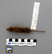 Sorex arcticus image
