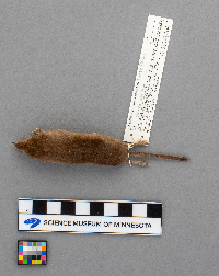 Sorex arcticus image