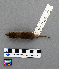 Sorex arcticus image