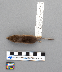 Media resource of Sorex arcticus